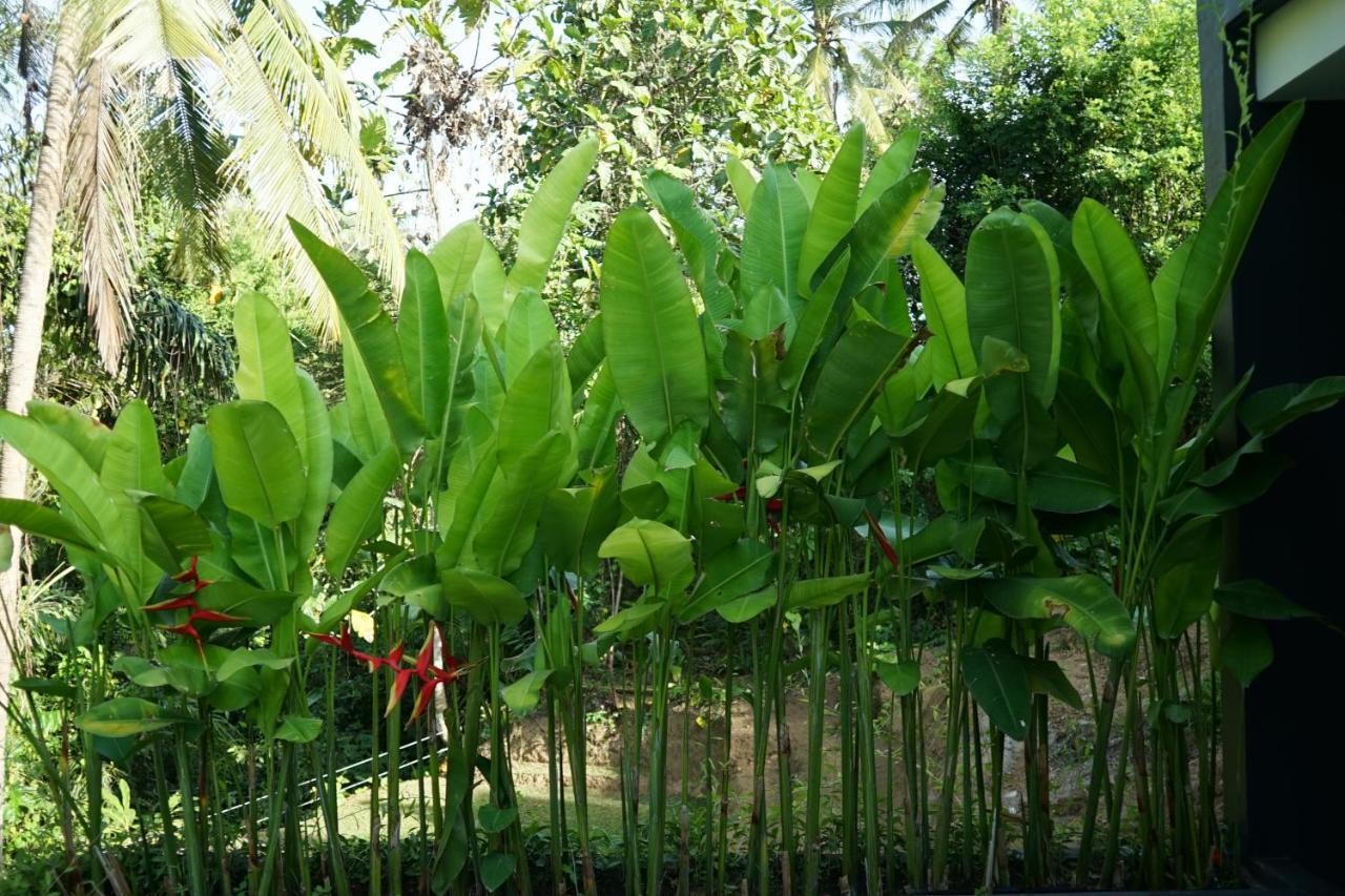 Six Cubes Ubud Ξενοδοχείο Εξωτερικό φωτογραφία